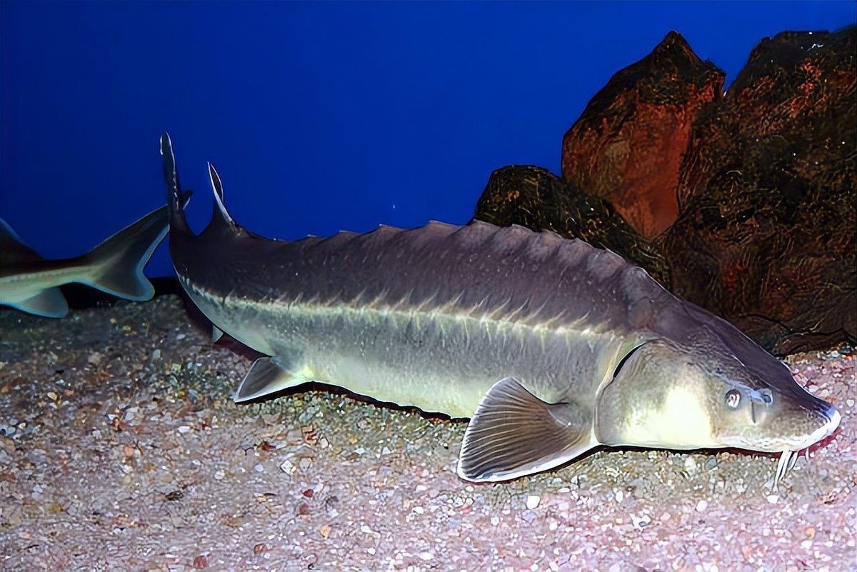 國家二級保護淡水魚圖：國家一二類野生保護魚類大全