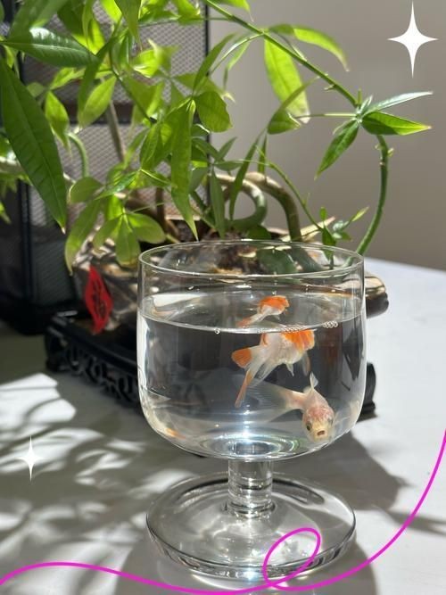 崇左魚缸店：崇左魚缸店怎么樣