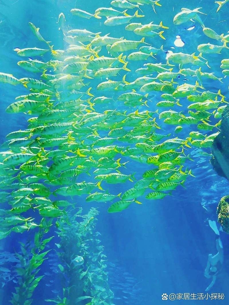 商丘水族店：商丘市睢陽區中州水族館怎么樣