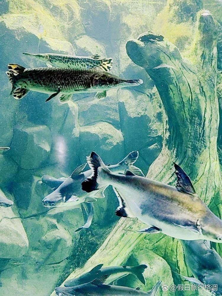 商丘水族店：商丘市睢陽區中州水族館怎么樣