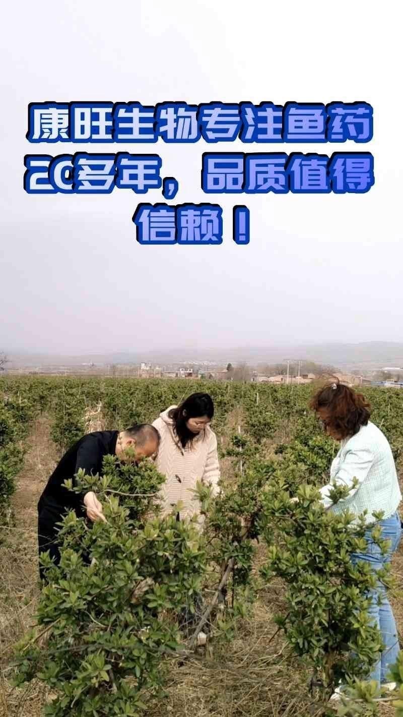 國產魚藥哪個牌子好：中國魚藥十大名牌及其特點分析：幕幕觀影水產藥品廠家排名前十