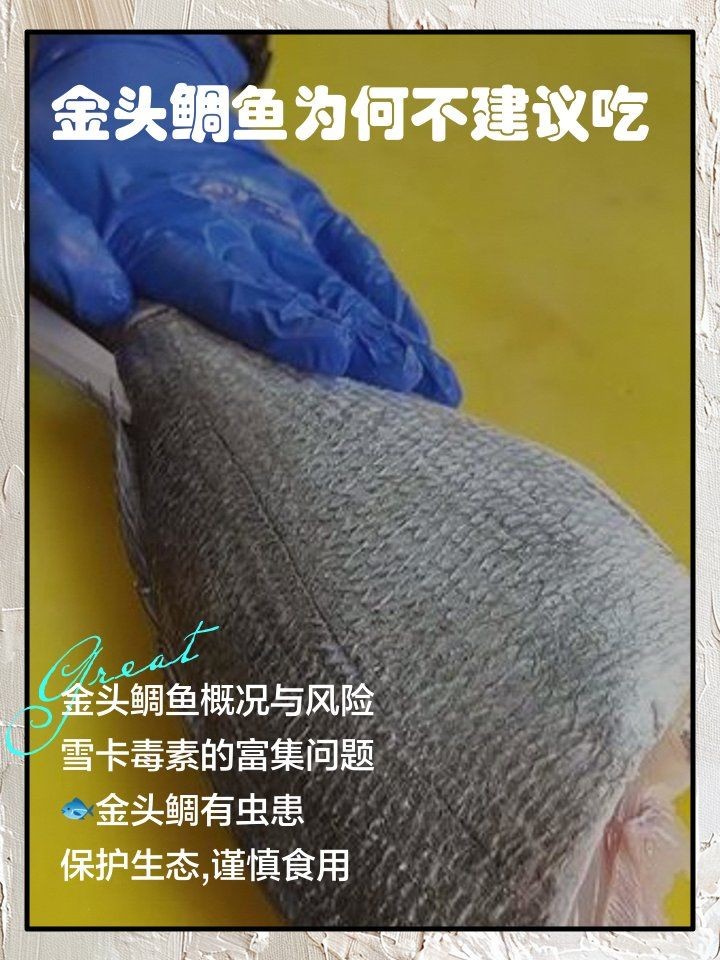 金頭龍魚毒性有多強：金頭龍魚毒性如何？