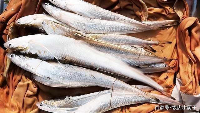 海魚魚刺最多的什么魚圖：海魚中魚刺最多的種類