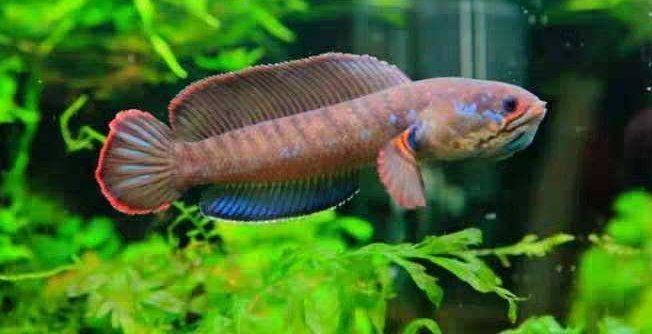 酒紅雷龍魚(yú)學(xué)名：酒紅雷龍是什么魚(yú)