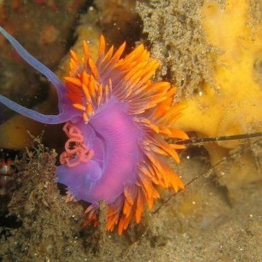 海象魚毒性有多強：海象魚（巨骨舌魚（巨巴西骨舌魚或大頭巨骨舌魚或大頭巨骨舌魚）