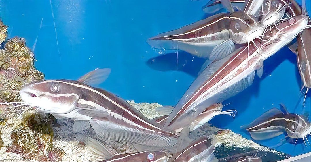 海象魚毒性有多強：海象魚（巨骨舌魚（巨巴西骨舌魚或大頭巨骨舌魚或大頭巨骨舌魚）