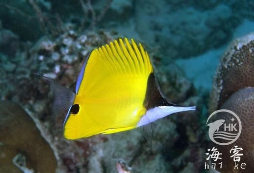 海水黃火箭好養(yǎng)嗎：海水黃火箭的飼養(yǎng)難度屬于中等偏上