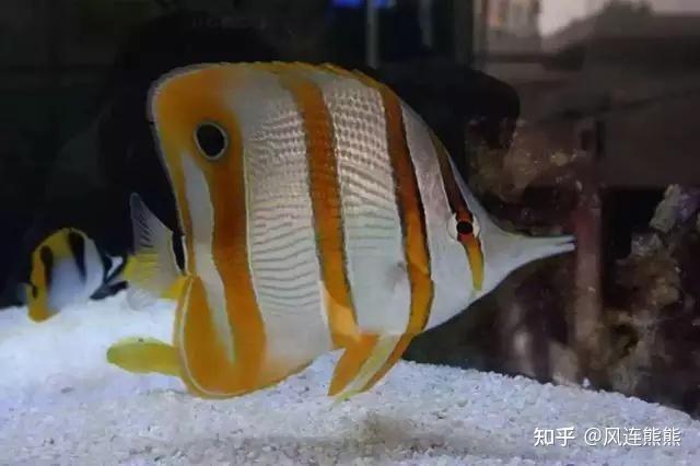海水黃火箭好養(yǎng)嗎：海水黃火箭的飼養(yǎng)難度屬于中等偏上