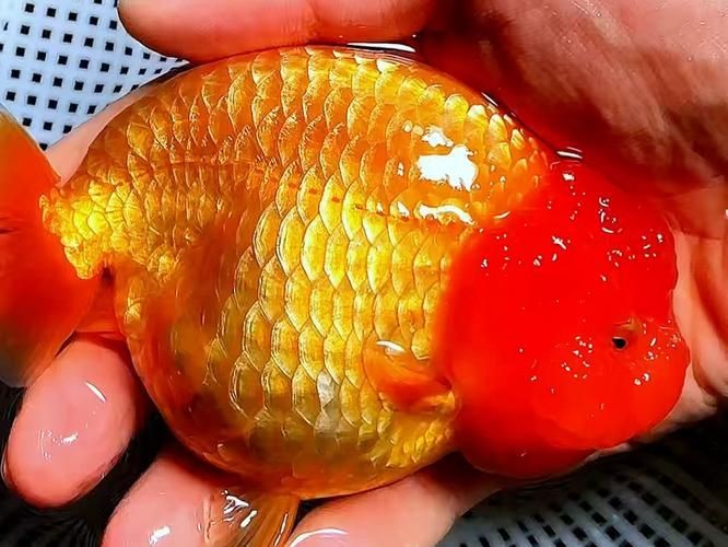 金元寶觀賞魚圖片：“金元寶觀賞魚”及其精美圖片 金元寶觀賞魚圖片：“金元寶觀賞魚”及其精美圖片 龍魚百科 第1張