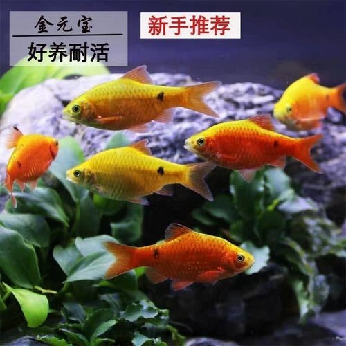 金元寶觀賞魚圖片：“金元寶觀賞魚”及其精美圖片 金元寶觀賞魚圖片：“金元寶觀賞魚”及其精美圖片 龍魚百科 第2張