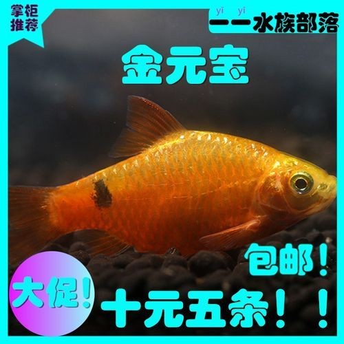 金元寶觀賞魚圖片：“金元寶觀賞魚”及其精美圖片 金元寶觀賞魚圖片：“金元寶觀賞魚”及其精美圖片 龍魚百科 第23張