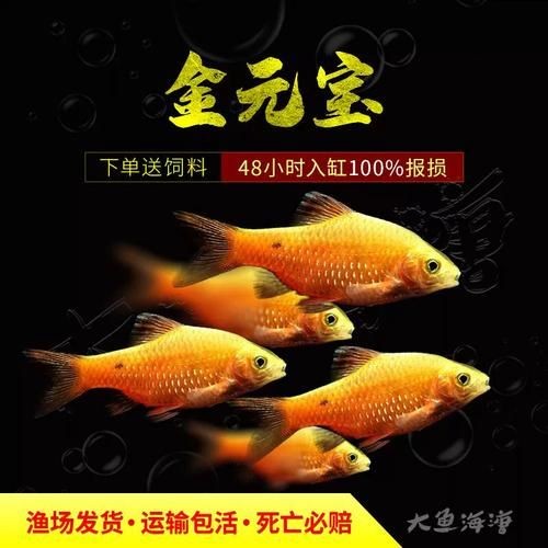 金元寶觀賞魚圖片：“金元寶觀賞魚”及其精美圖片 金元寶觀賞魚圖片：“金元寶觀賞魚”及其精美圖片 龍魚百科 第14張