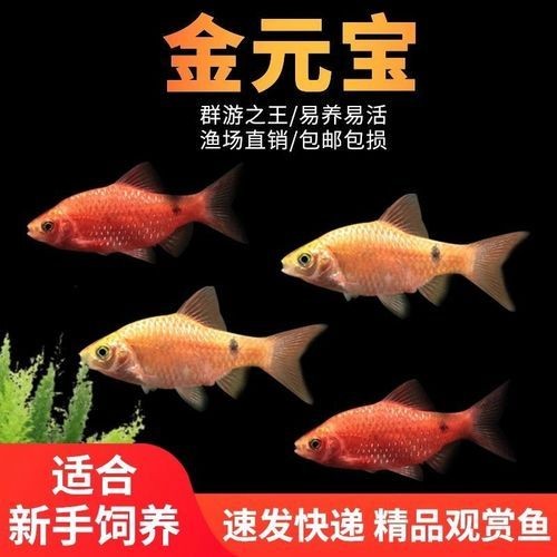 金元寶觀賞魚圖片：“金元寶觀賞魚”及其精美圖片 金元寶觀賞魚圖片：“金元寶觀賞魚”及其精美圖片 龍魚百科 第22張