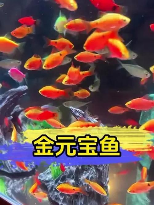 金元寶觀賞魚圖片：“金元寶觀賞魚”及其精美圖片 金元寶觀賞魚圖片：“金元寶觀賞魚”及其精美圖片 龍魚百科 第21張