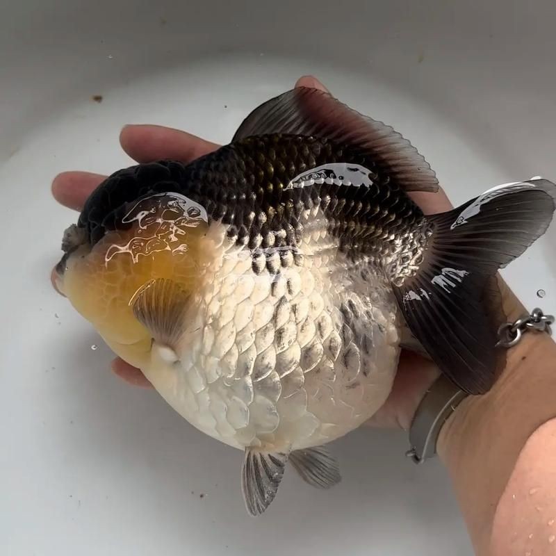 金元寶觀賞魚圖片：“金元寶觀賞魚”及其精美圖片 金元寶觀賞魚圖片：“金元寶觀賞魚”及其精美圖片 龍魚百科 第5張