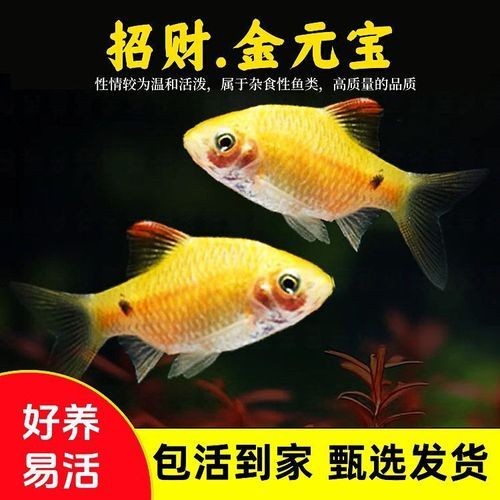 金元寶觀賞魚圖片：“金元寶觀賞魚”及其精美圖片 金元寶觀賞魚圖片：“金元寶觀賞魚”及其精美圖片 龍魚百科 第10張