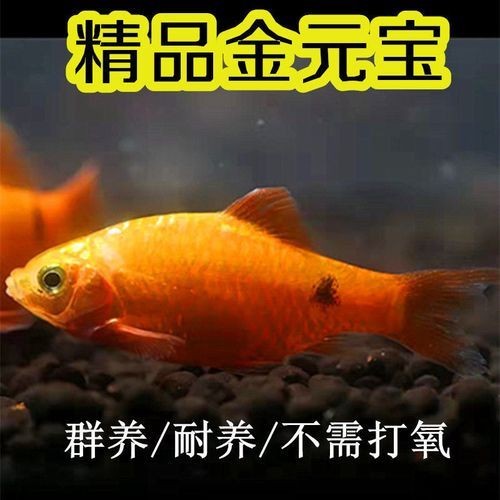 金元寶觀賞魚圖片：“金元寶觀賞魚”及其精美圖片 金元寶觀賞魚圖片：“金元寶觀賞魚”及其精美圖片 龍魚百科 第13張