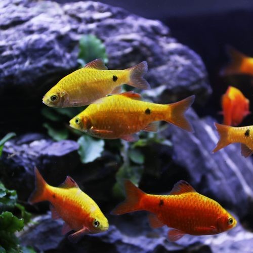 金元寶觀賞魚圖片：“金元寶觀賞魚”及其精美圖片 金元寶觀賞魚圖片：“金元寶觀賞魚”及其精美圖片 龍魚百科 第19張