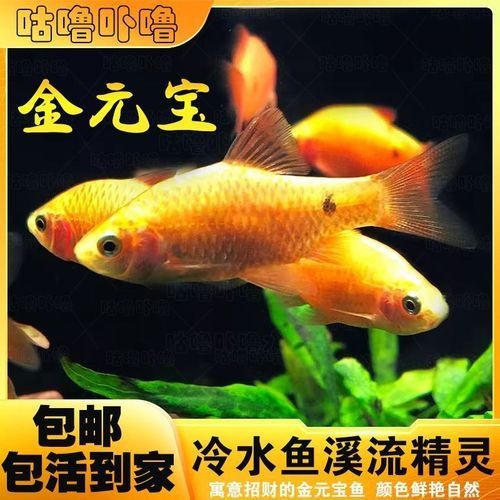 金元寶觀賞魚圖片：“金元寶觀賞魚”及其精美圖片 金元寶觀賞魚圖片：“金元寶觀賞魚”及其精美圖片 龍魚百科 第6張