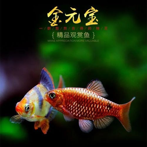 金元寶觀賞魚圖片：“金元寶觀賞魚”及其精美圖片 金元寶觀賞魚圖片：“金元寶觀賞魚”及其精美圖片 龍魚百科 第3張