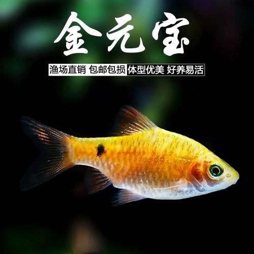 金元寶觀賞魚圖片：“金元寶觀賞魚”及其精美圖片 金元寶觀賞魚圖片：“金元寶觀賞魚”及其精美圖片 龍魚百科 第15張