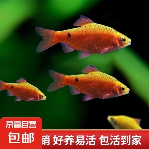 金元寶觀賞魚圖片：“金元寶觀賞魚”及其精美圖片 金元寶觀賞魚圖片：“金元寶觀賞魚”及其精美圖片 龍魚百科 第25張