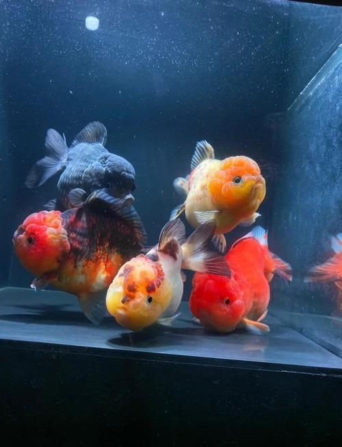 金元寶觀賞魚圖片：“金元寶觀賞魚”及其精美圖片 金元寶觀賞魚圖片：“金元寶觀賞魚”及其精美圖片 龍魚百科 第24張