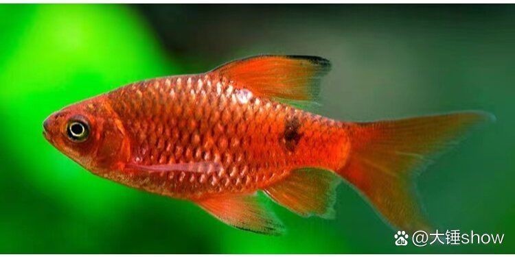 金元寶觀賞魚圖片：“金元寶觀賞魚”及其精美圖片 金元寶觀賞魚圖片：“金元寶觀賞魚”及其精美圖片 龍魚百科 第27張