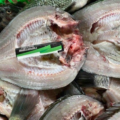 廣東羅漢魚市場今日行情：2018年8月4日廣東羅漢魚市場價格走勢分析