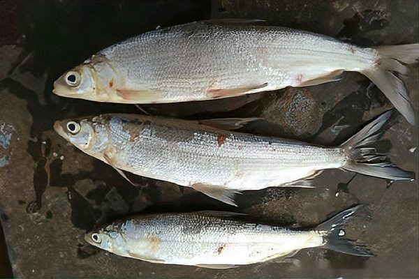 海拔2000米適合養(yǎng)什么魚：冷水魚養(yǎng)殖的特點