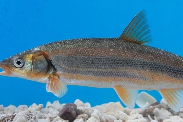 海拔2000米適合養(yǎng)什么魚：冷水魚養(yǎng)殖的特點