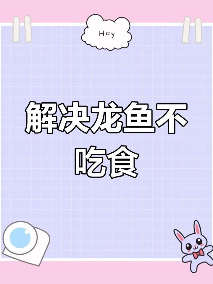 新買的龍魚不開口怎么辦：新買的龍魚拒食怎么辦
