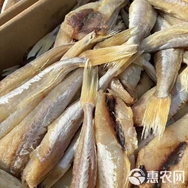 干皮魚圖片：干皮魚圖片展示