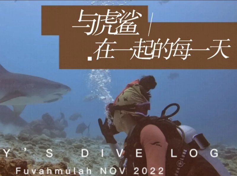 好大的魚虎紋鯊魚：《好大的魚虎紋鯊魚》