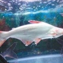 好大的魚虎紋鯊魚：《好大的魚虎紋鯊魚》