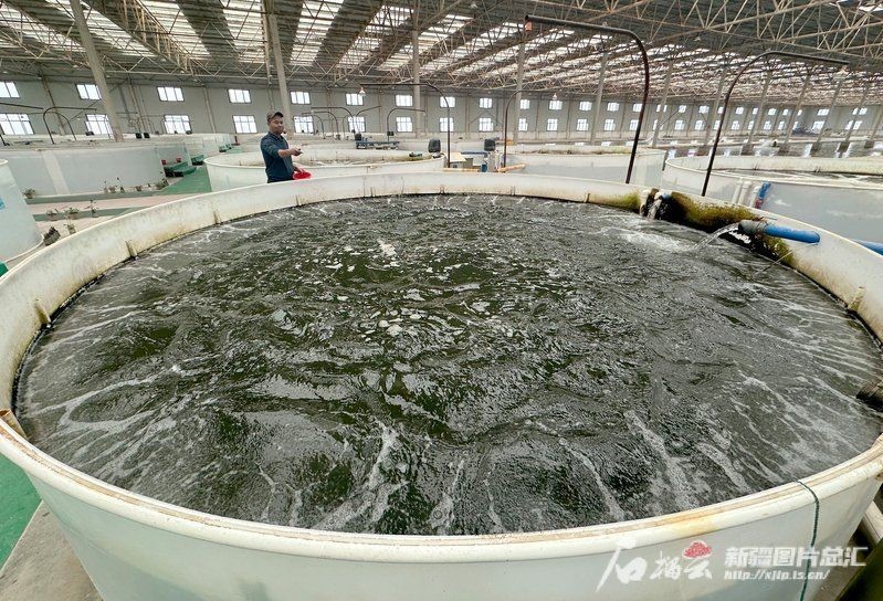 克孜勒蘇柯爾克孜自治州水族批發市場：克孜勒蘇柯爾克孜自治州水族批發市場定位差異化