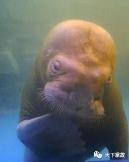海和尚圖片：**《海和尚圖片》主題圖片