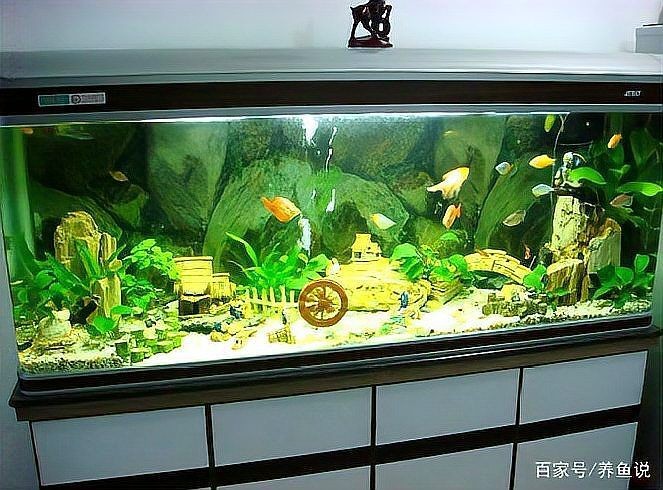 廣安魚缸維護(hù)：廣安魚缸維護(hù)全攻略