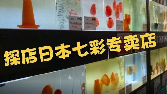 家彩和野彩哪種好養：家彩和野彩哪個好養 家彩和野彩哪種好養：家彩和野彩哪個好養 全國水族館企業名錄 第4張