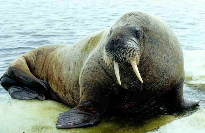 海象的食物是烏賊還是魚：早期海象為何會捕食烏賊或魚類大型海洋哺乳動物