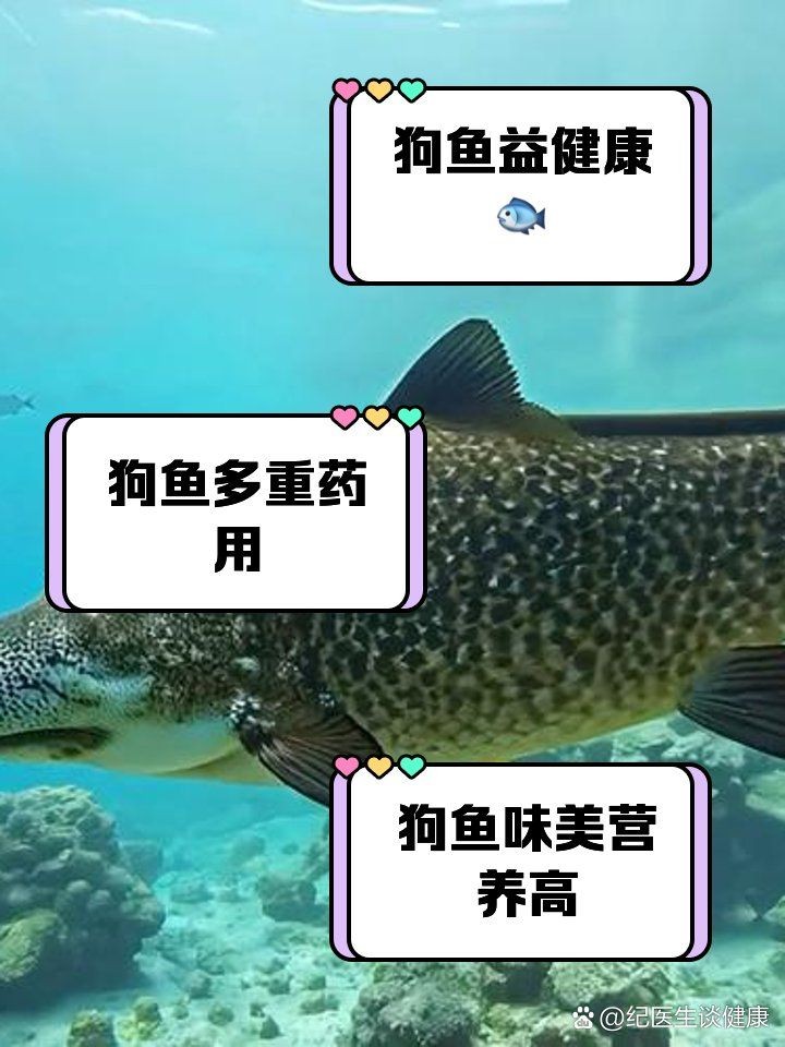 狗仔魚營養(yǎng)價值：**《狗仔魚營養(yǎng)價值》