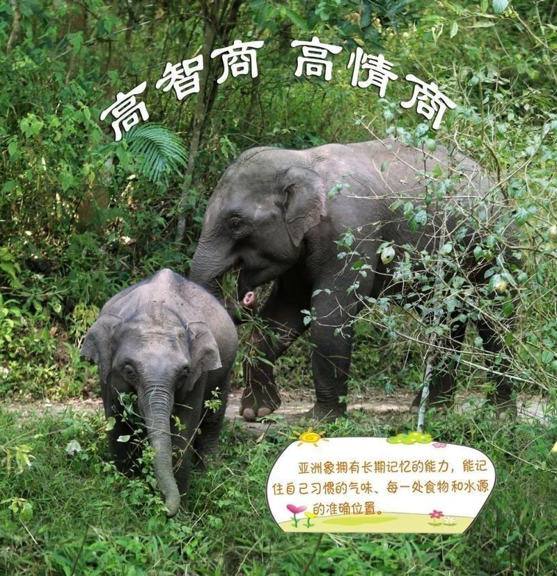 海象的智商相當于人幾歲：“功夫海象”的智商到底高不高？