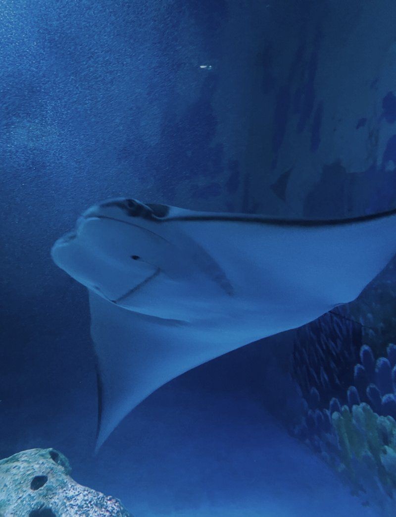南京水族店：如何開一家專業水準的南京水族店