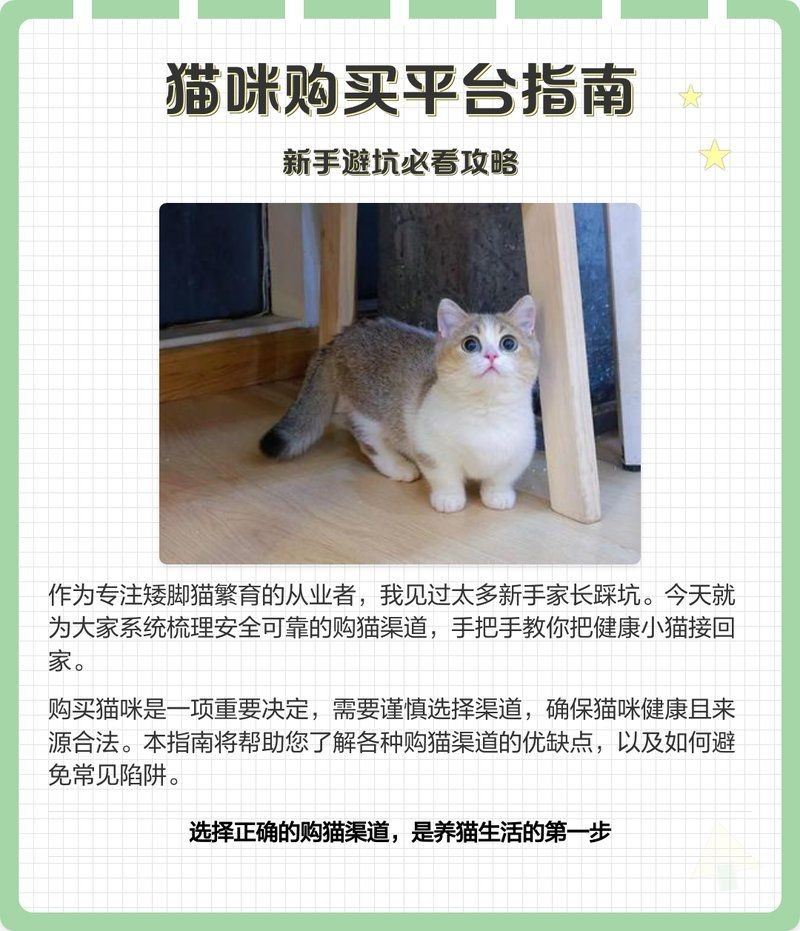 金絲貓多少錢一只：寵物圈“大換血”,10種貓咪最新價格,別買貴了!