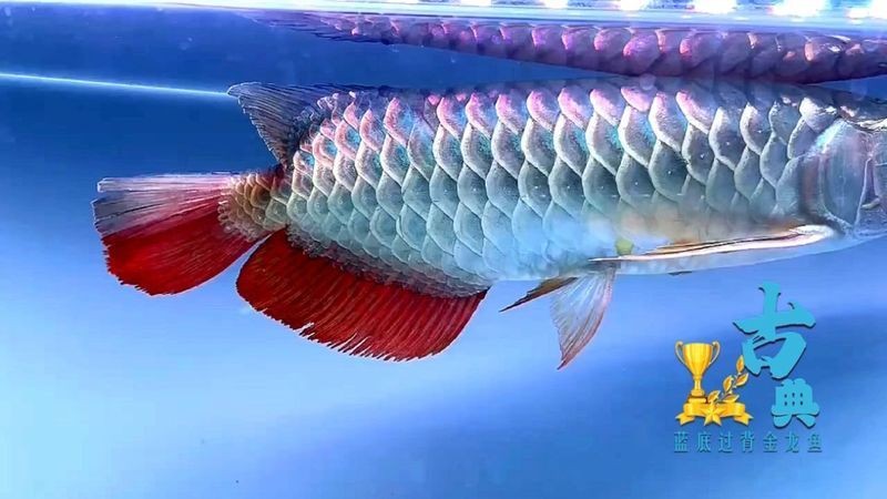 龍魚下巴脫臼多久會恢復？（龍魚下巴脫臼可以自愈嗎？）