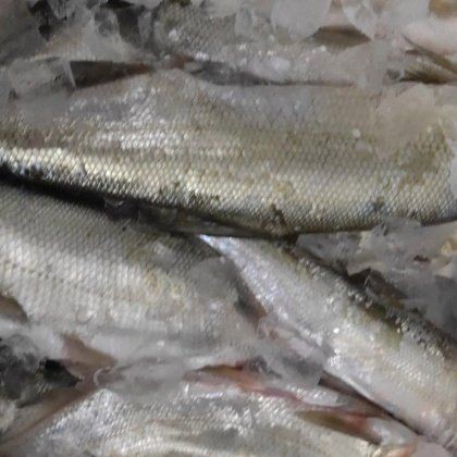 今天刀魚價格:江蘇連云港黃河刀魚價格波動未來一周刀魚價格波動 龍魚百科 第1張 今天刀魚價格:江蘇連云港黃河刀魚價格波動未來一周刀魚價格波動 今天刀魚價格:江蘇連云港黃河刀魚價格波動未來一周刀魚價格波動 龍魚百科 第1張