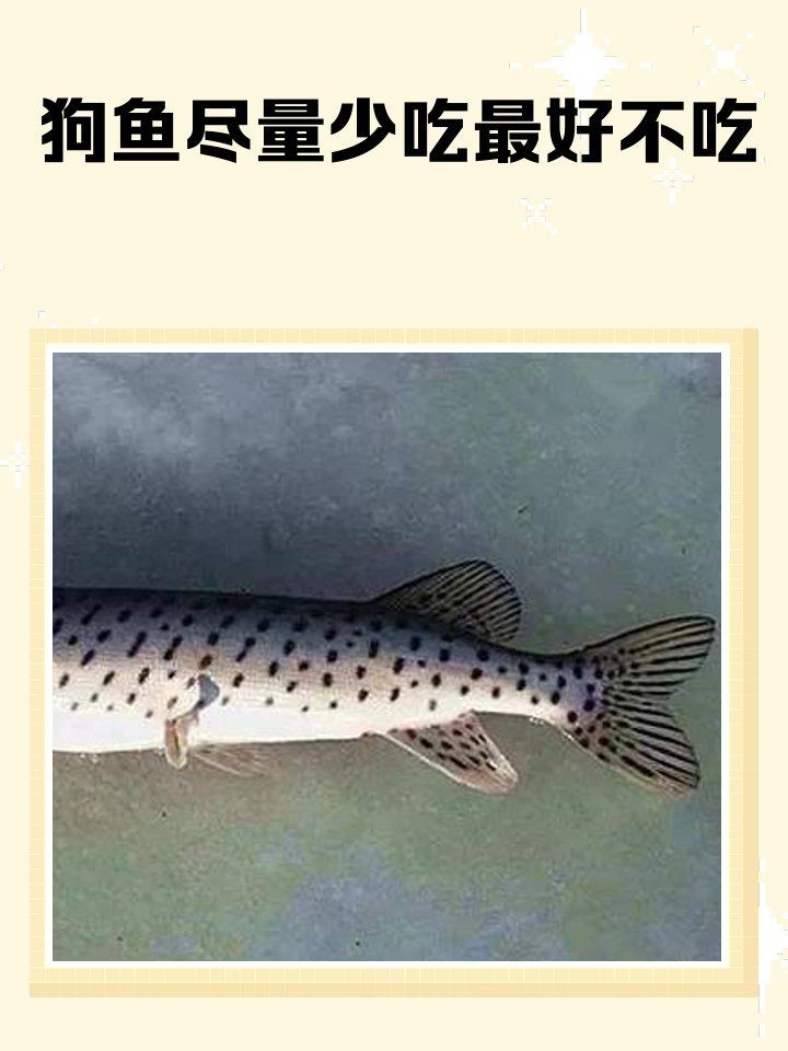 狗仔魚為何要少吃：狗仔魚的營養價值與營養價值的食用建議與食用頻率考慮 狗仔魚為何要少吃：狗仔魚的營養價值與營養價值的食用建議與食用頻率考慮 龍魚論壇 第1張