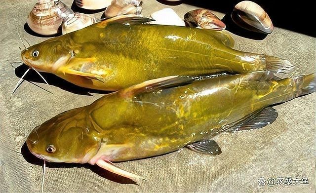 狗仔魚為何要少吃：狗仔魚的營養價值與營養價值的食用建議與食用頻率考慮 狗仔魚為何要少吃：狗仔魚的營養價值與營養價值的食用建議與食用頻率考慮 龍魚論壇 第3張