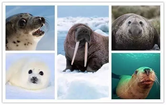 海象 海獅 海豹：海象、海獅、海豹的區別 海象 海獅 海豹：海象、海獅、海豹的區別 龍魚論壇 第10張