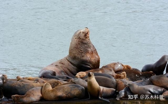 海象 海獅 海豹：海象、海獅、海豹的區別 海象 海獅 海豹：海象、海獅、海豹的區別 龍魚論壇 第1張